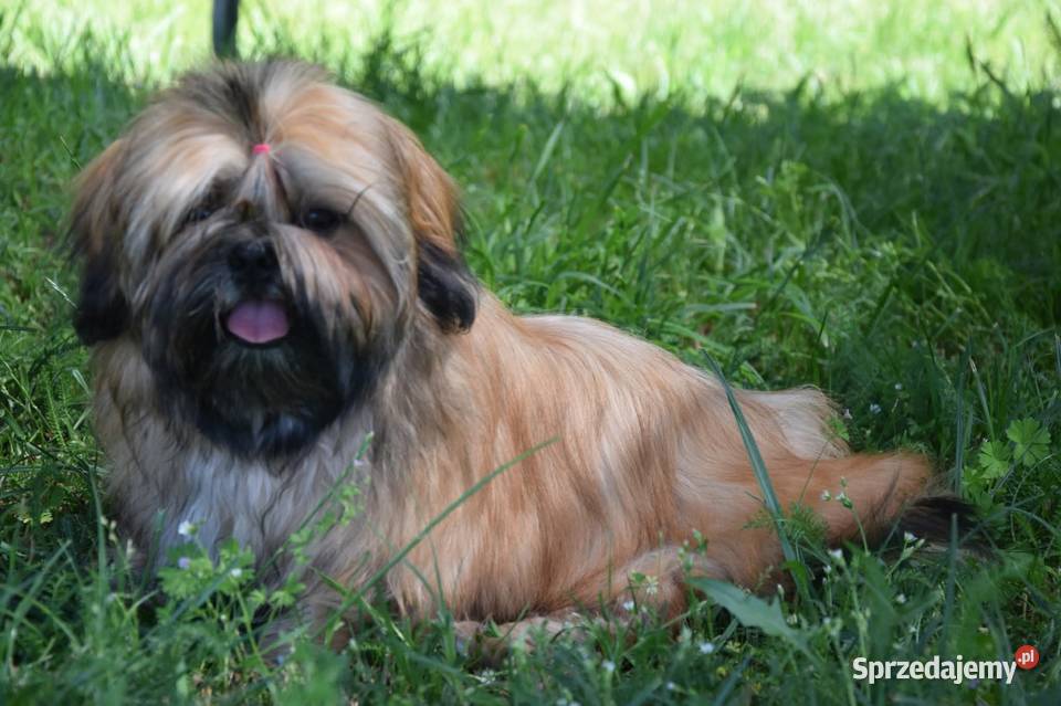 Shih Tzu suczka dziewczynka szczeniak piękna Kluczbork