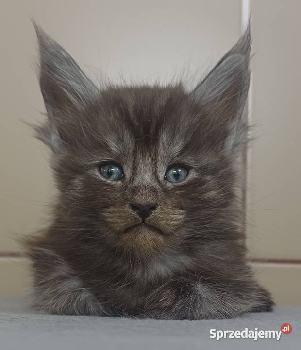 Maine Coon kocurek ns rodowód Fpl sprzedam