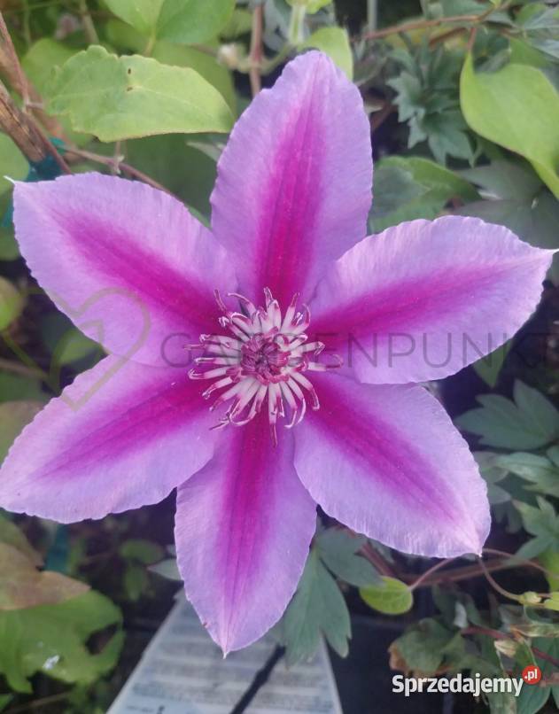 Pnącza Clematis Powojnik Wisteria Glicynia Knurów