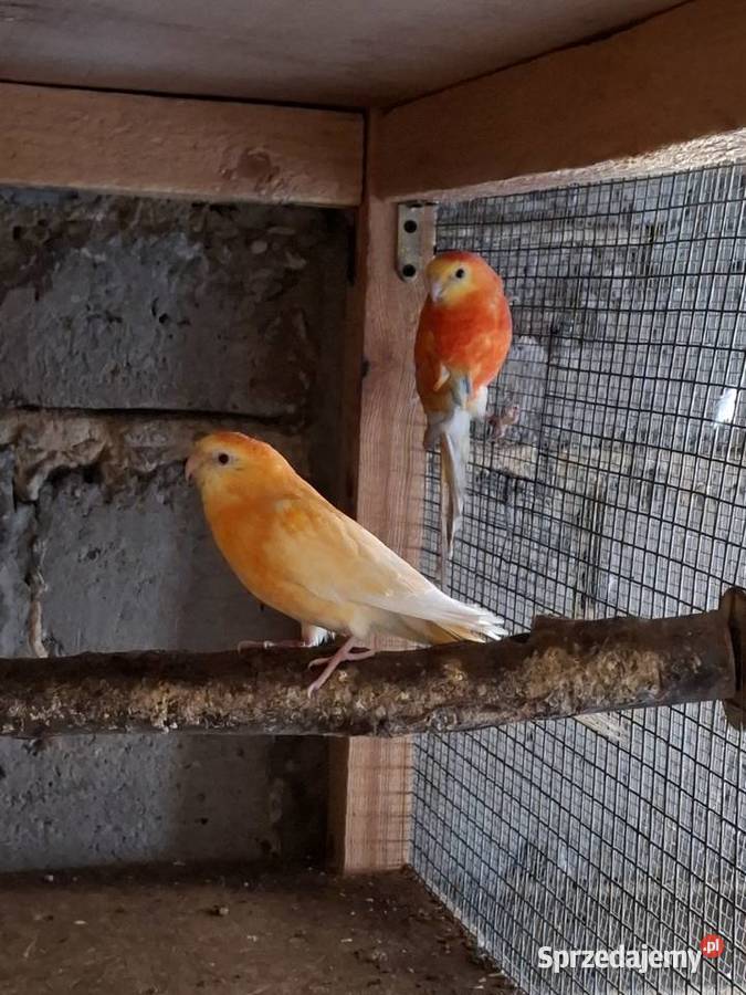 Świergotki Czyżowice