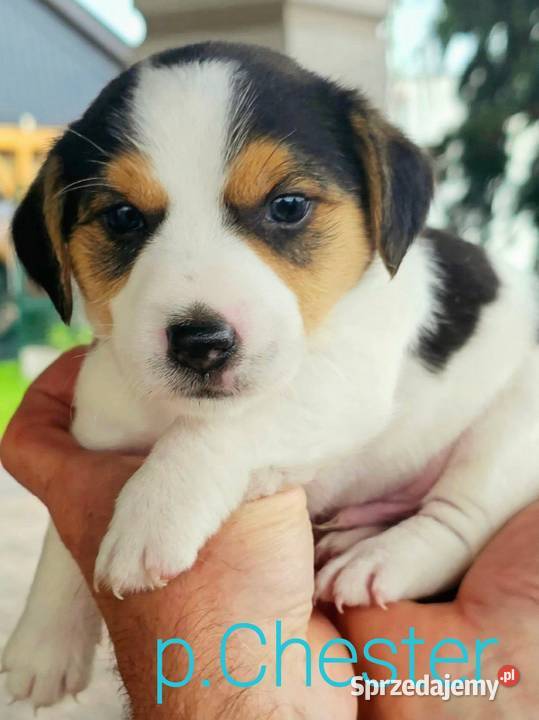szczeniaki Jack russell terrier z rodowodem Nysa