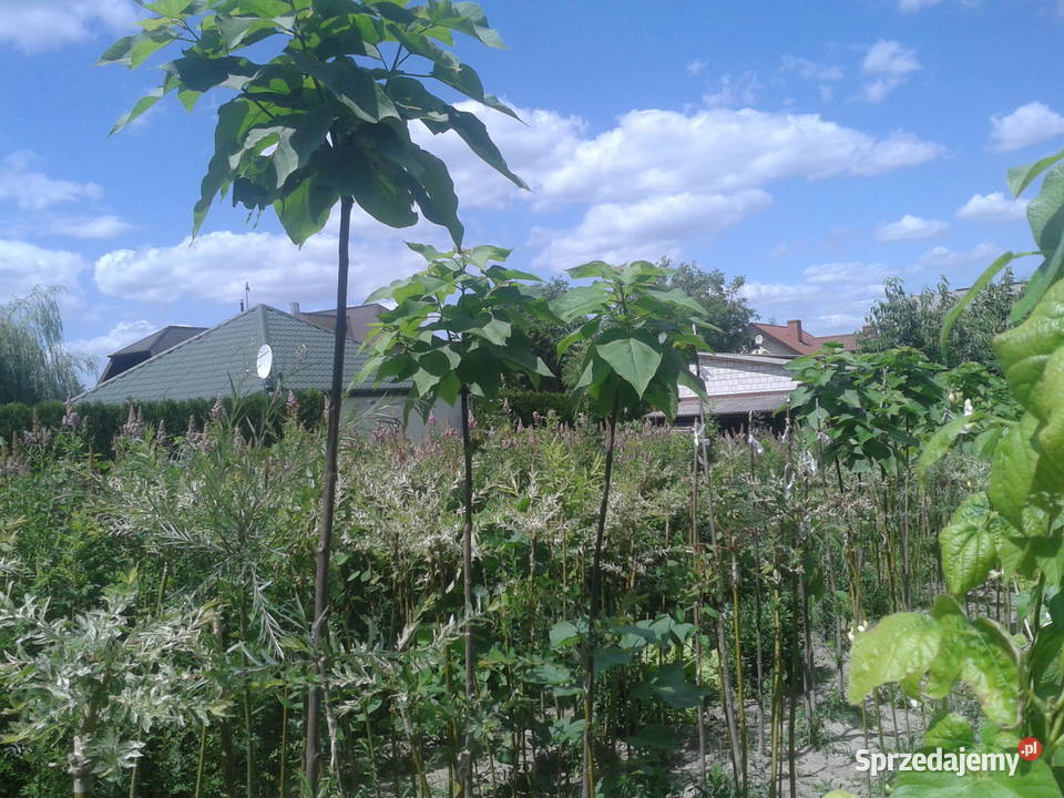 catalpa katalpa surmia nana szczepiona Puławy