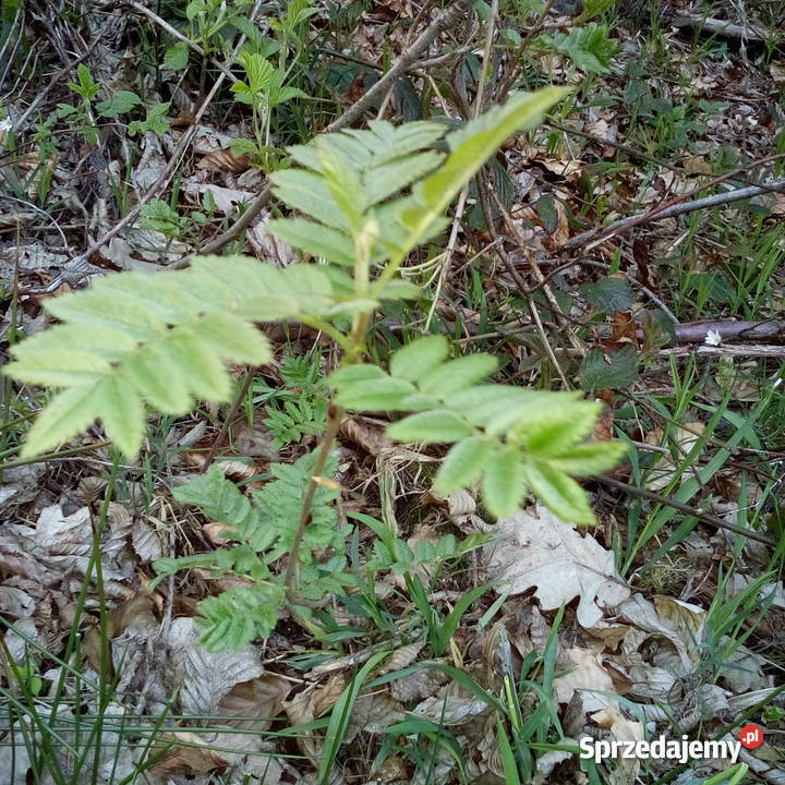 Jarzębina sadzonki pakiet 3 Gdynia