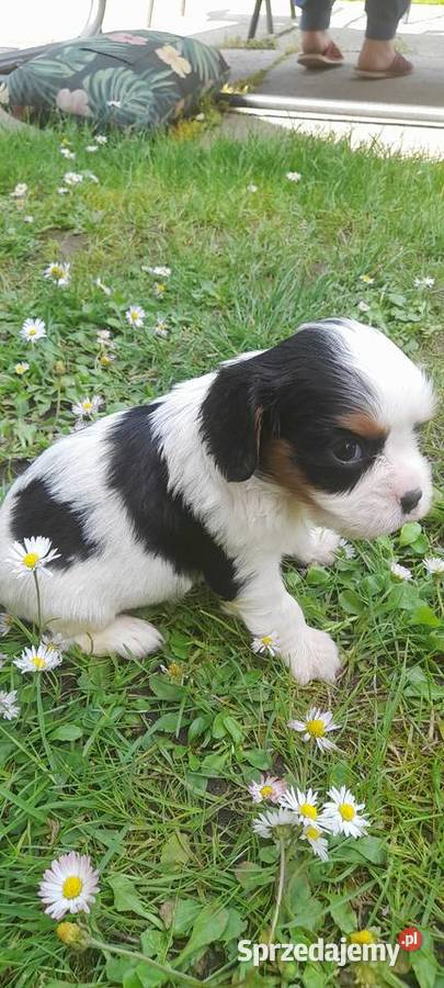 Suczka Cavalier king charles spaniel tricolor