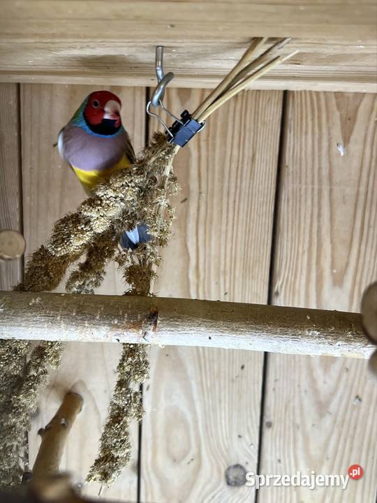 Amadyna wspaniała samiec 2025r Ruda Śląska