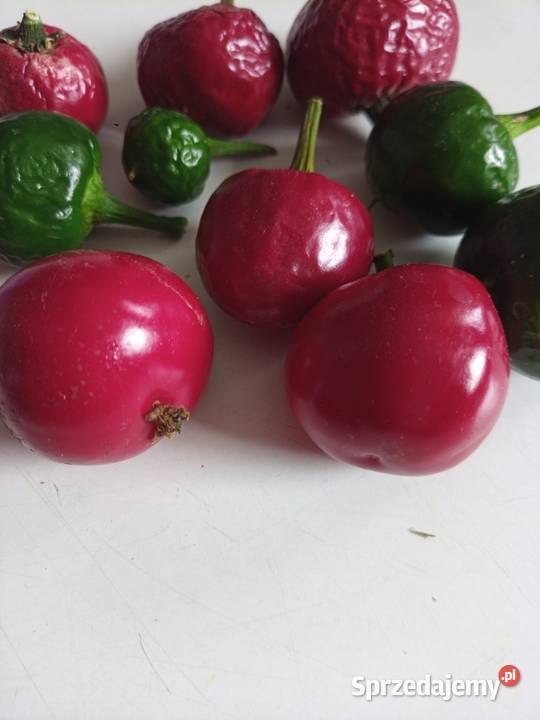 Nasiona cebulki Gigant czosnek Nowy Sącz