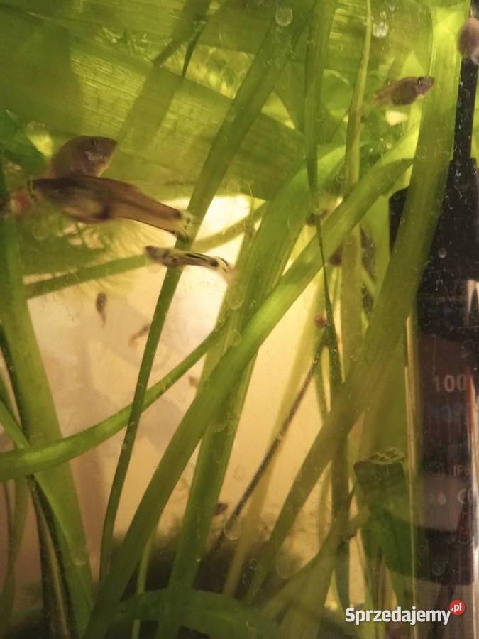 Gupiki Piotrków Trybunalski