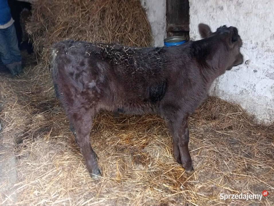Sprzedam byczka lubelskie Rzeczyca Księża