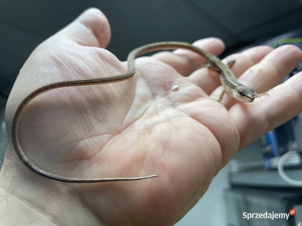 jaszczurka długoogonowa Tsexlineatus w Gliwicach Gliwice
