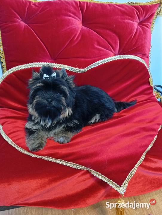 Maleńki samczyk Boss Yorkshire terrier nie Orzesze