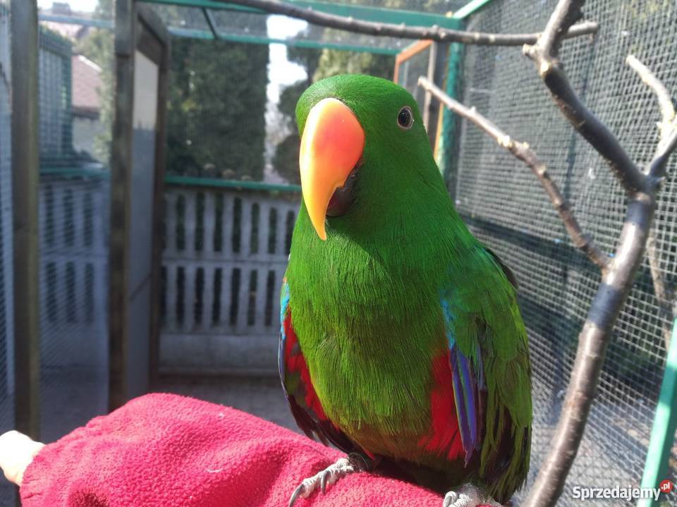 LORA WIELKA Samiec Radziejów