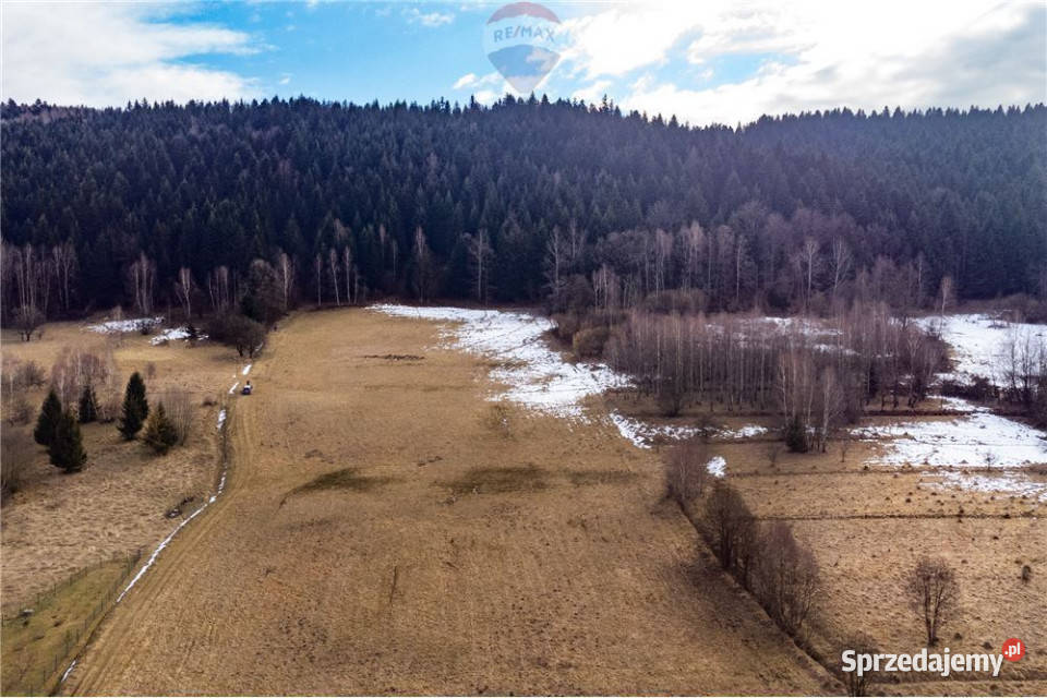 Duża działka 30 arów z 2 HA prywatnego lasu sprzedam