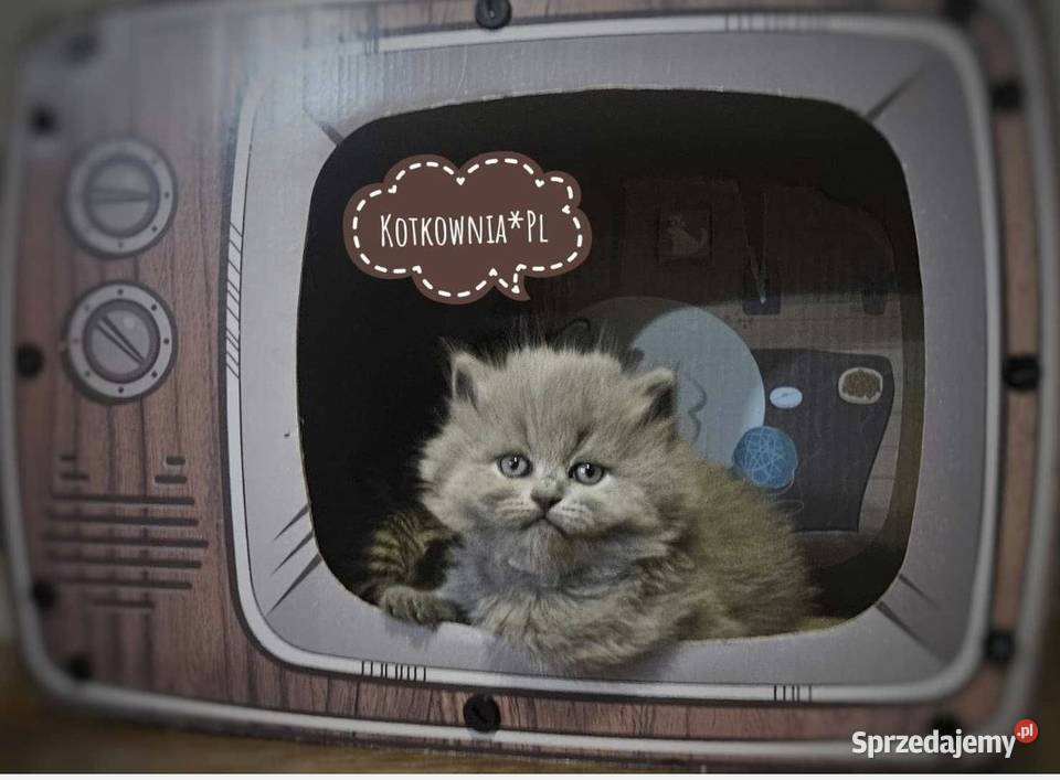 Kotek brytyjski długowłosy Słodziak Jełowa