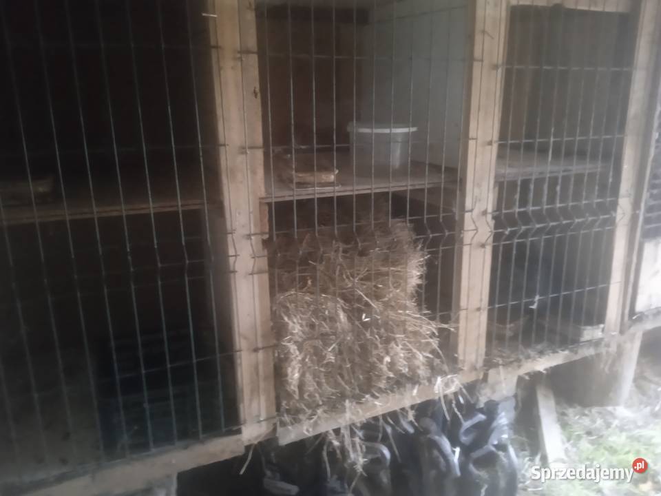 2 duże piętrowe klatki z królikami rasy baran Nasielsk
