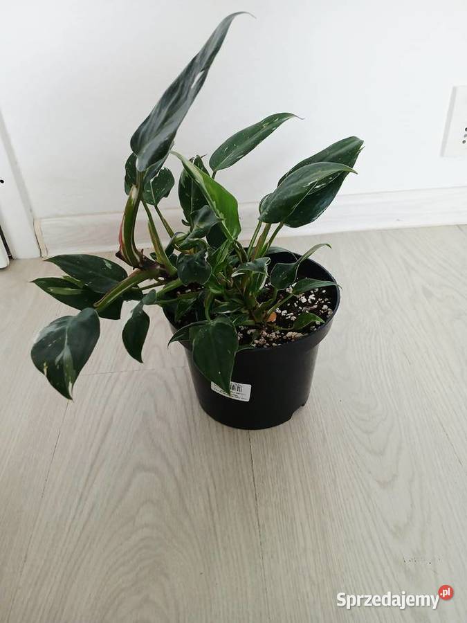 Philodendron White Princess Częstochowa sprzedam