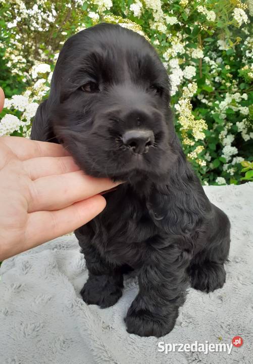 COCKER SPANIEL ANGIELSKI Cocker Spaniel dolnośląskie Lubin