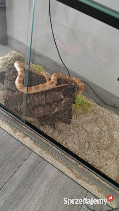 Wąż zbożowyterarrium z wyposażeniem Warszawa