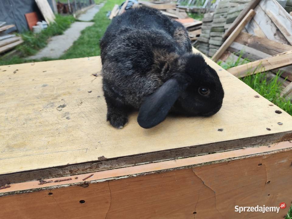 Króliki samce i samiczka 4 sztuki w