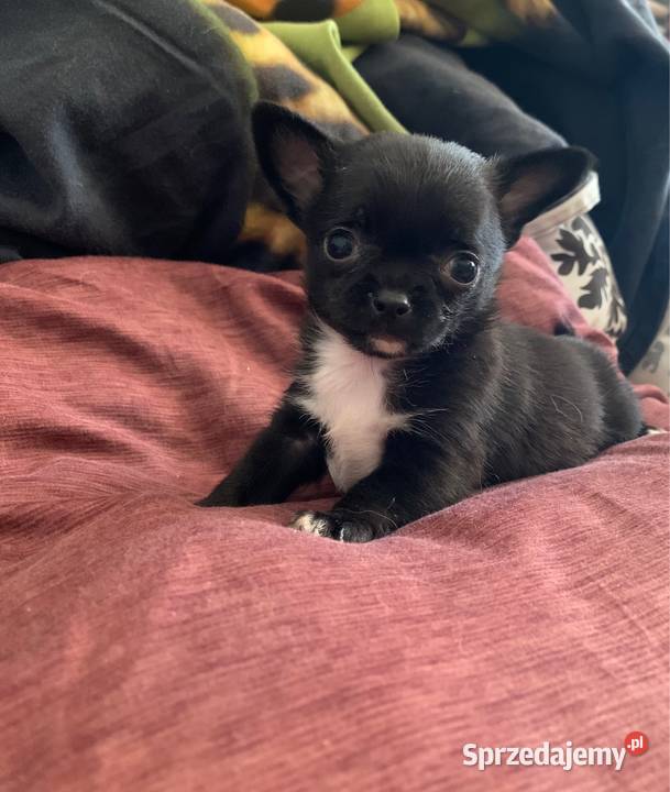 Czarny piesek chihuahua z rodowodem Stare Polesie