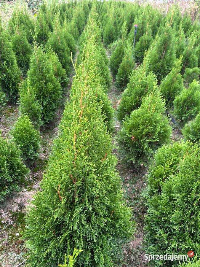 Tuja Szmargd Thuja Smaragd wysokość 90110 Chłopków
