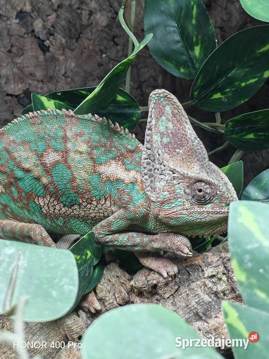 Kameleon lamparci samiec