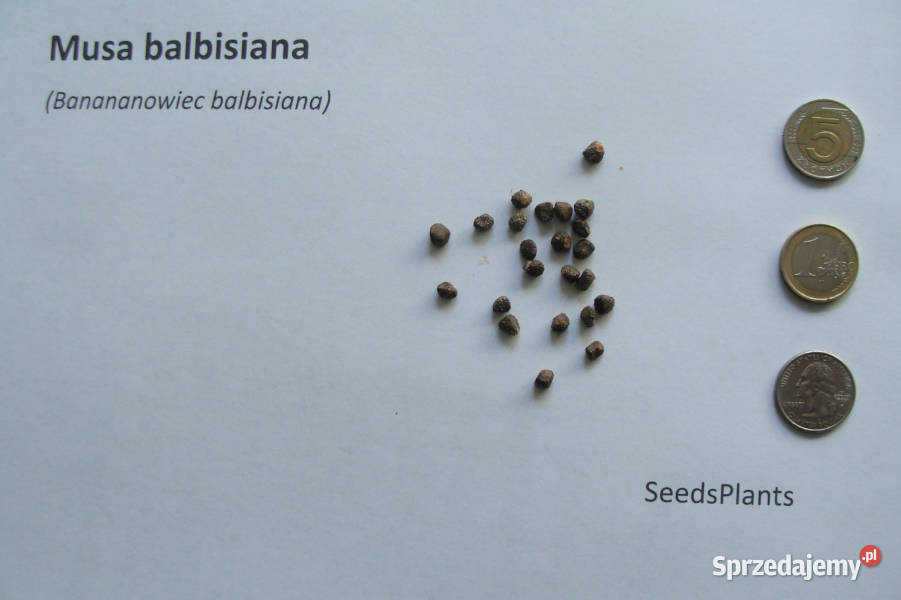 BANANOWIEC BALBISIANA Musa balbisiana NASIONA