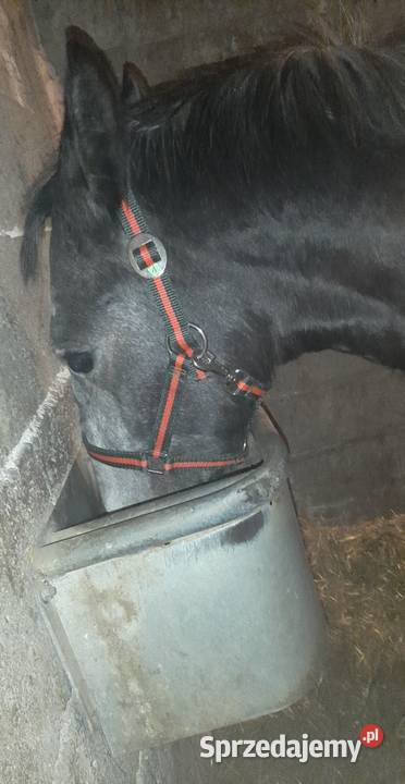 Ogier SP Nowe Gajęcice