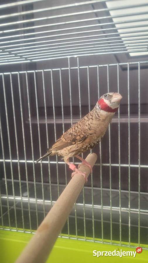 Amadyna obrożna Wieliczka