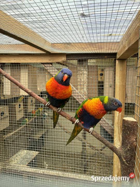 papugi Lorysy parka Ptaki Wałbrzych