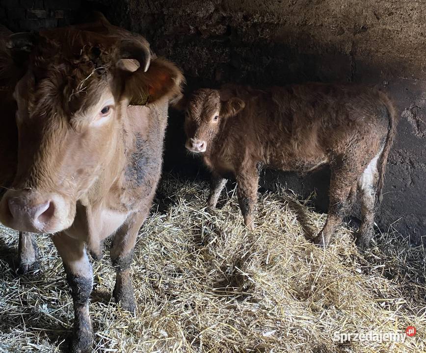 Krowa limousine warmińsko-mazurskie