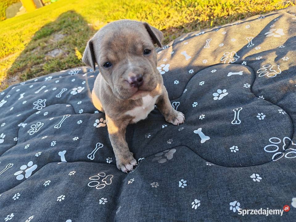 Szczeniak Amstaff Chełm