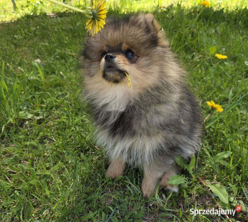 Szpic miniatirowy Pomeranian FCI łódzkie Rawa Mazowiecka