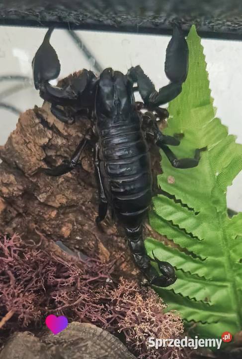 Likwidacja hodowli ptaszniki i skorpiony dolnośląskie Wrocław