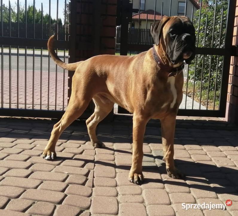 Bokser szczeniak ojciec Fci okazja Radom sprzedam