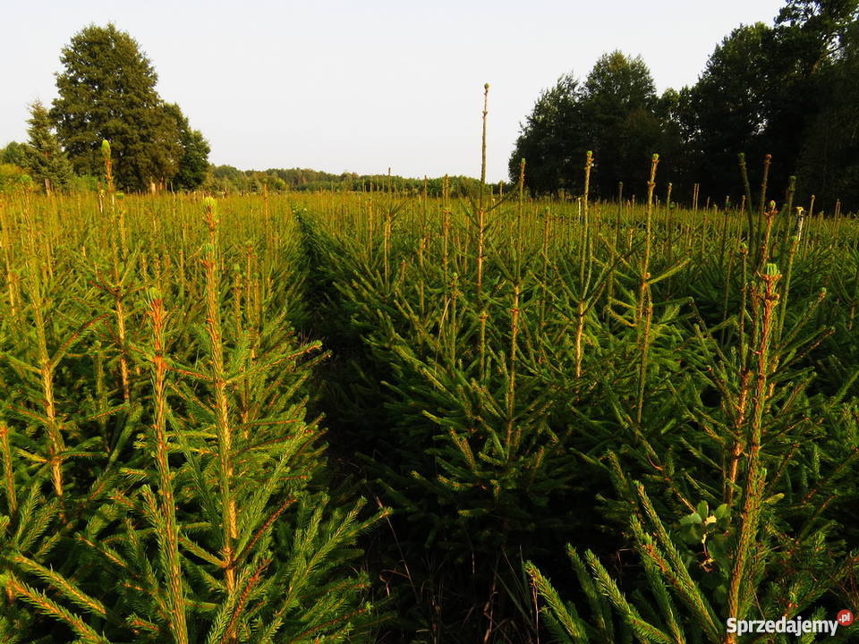 Sadzonki świerka dorodne i duże 7 letnie 80100 lubelskie Wisznice sprzedam