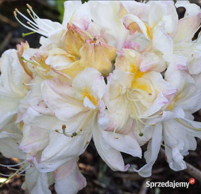 Azalia Wielkokwiatowa piękne kolory WIOSNĄ Knurów