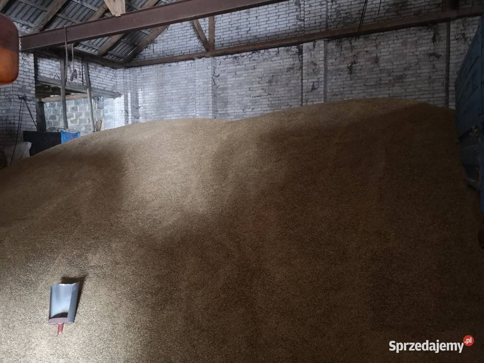 Sprzedam owies 60 ton Trzyciąż sprzedam