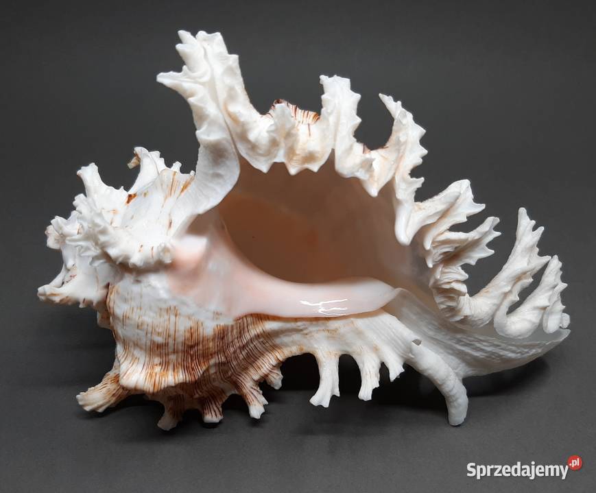 Muszla Rozkolec 2 ciemny Pozostałe Lublin