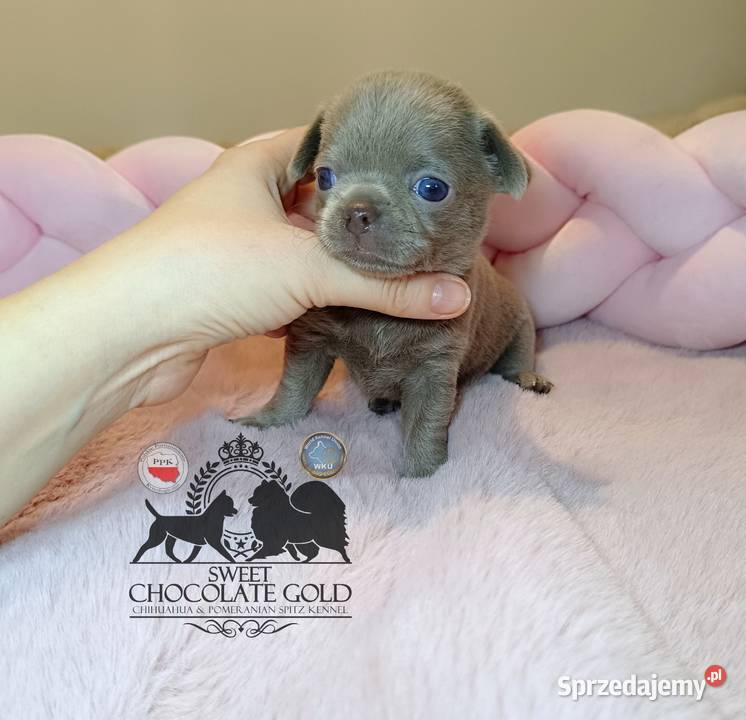 Chihuahua sunia krótkowłosa piękna badania Warszawa