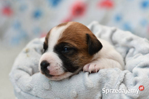 Jack Russell Terrier szczeniaczki FCI Kołątajew