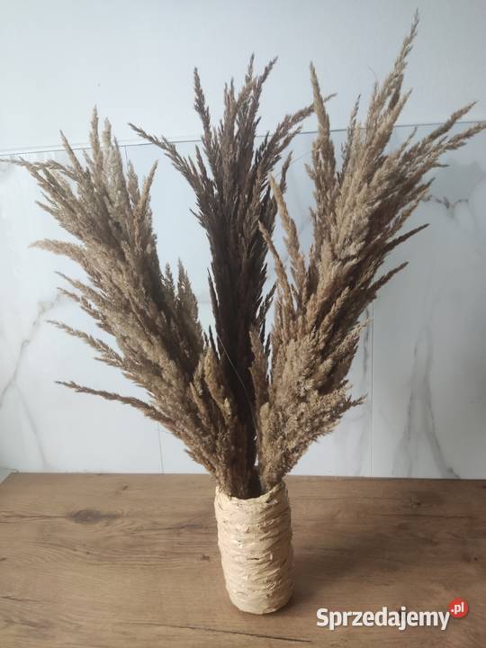 Suszone trawy palemki