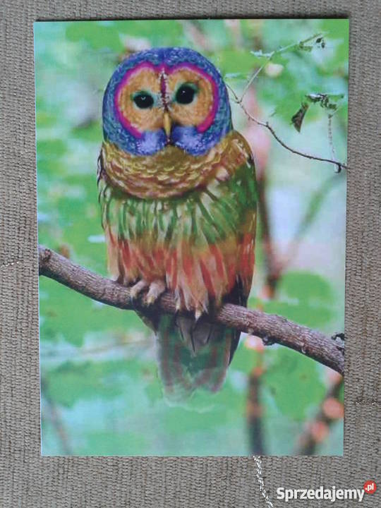 SOWA PTAK DRAPIEŻNY Piszczac