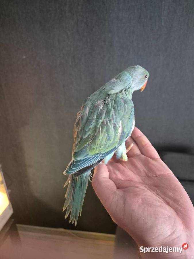 Aleksandretta Obrożna Ręcznie Karmiona Zwierzęta śląskie Radlin