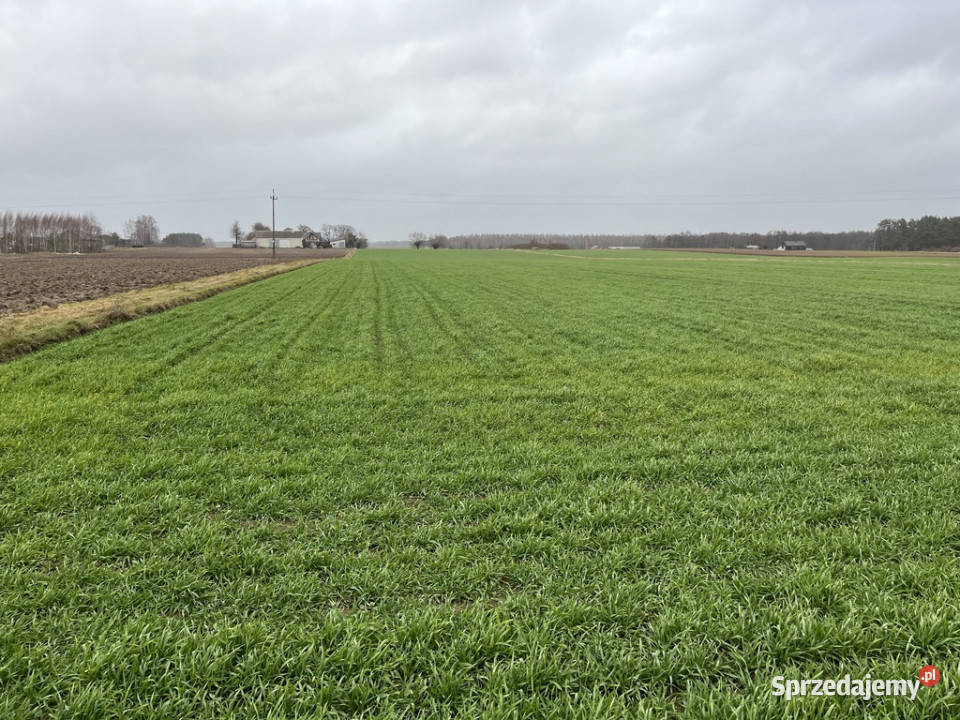 Dziełka z WZ budowlana w Babinie gm Przyłęk budowlana Babin