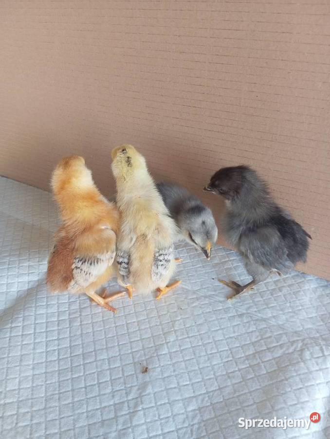 Kurczaki Silverudd Marans Tęczanka Czernichowska