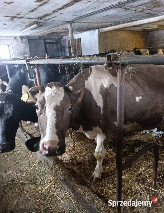 Krowy bydło mleczne
