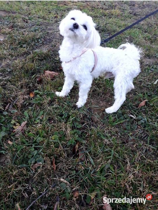 Maltańczyk Maltańczyki śliczny piesek Rzeszów sprzedam