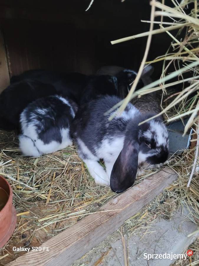 Barany francuskie opolskie Żłobizna sprzedam