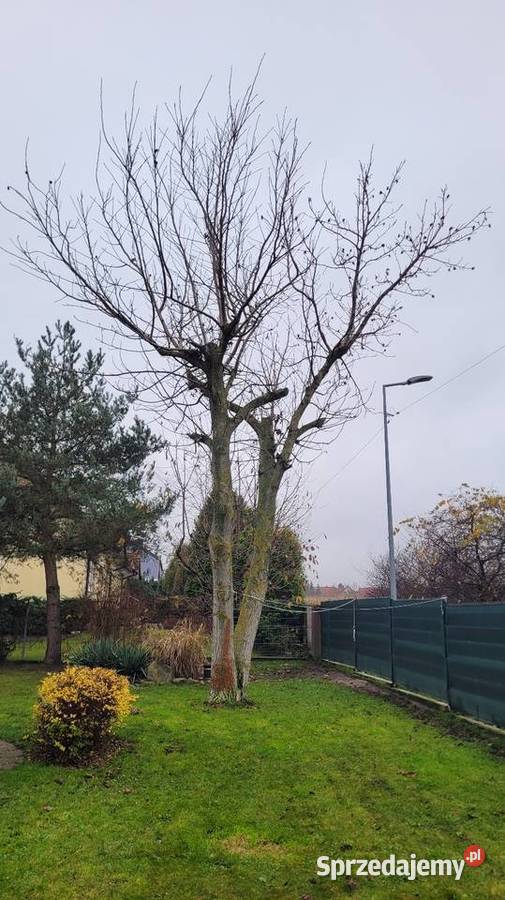 Drzewo orzech podwójny Oddam Wierzbica