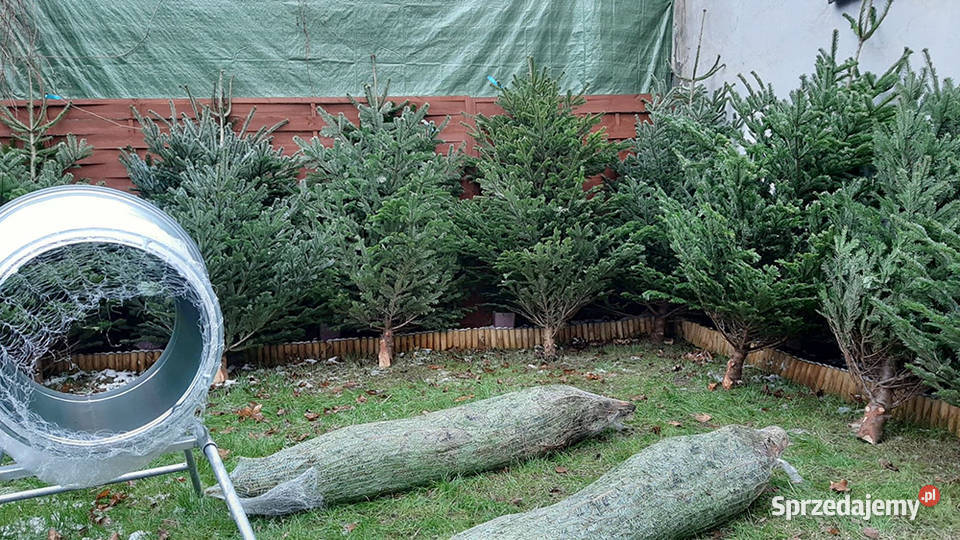 Choinki żywe z dostawą pod dom jodła cięte i w Sosnowiec